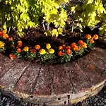 Le Querce Felici *